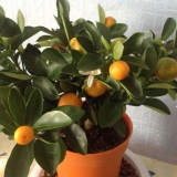 Kako uzgojiti mandarinu iz koštice kod kuće